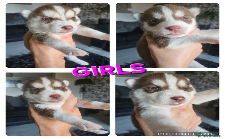 Siberian Husky dogs - Advert 2