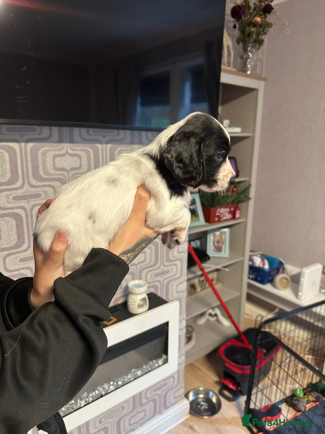 Cocker Spaniel dogs for sale: Cocker spaniel puppies  - Image 4