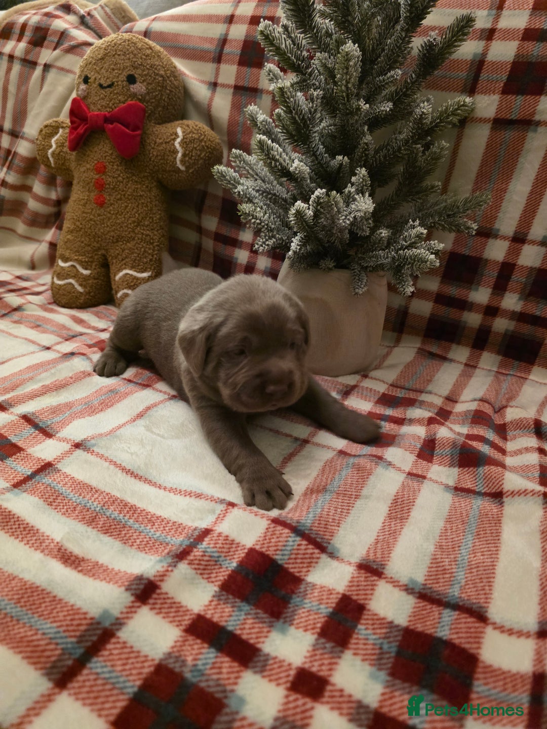 Labrador Retriever dogs for sale: Silver Labrador Puppies For Sale - Advert 15