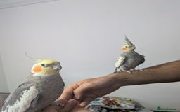Cockatiels birds for sale: Hand reared, hand tamed, bonded pair of cockatiels - Image 3