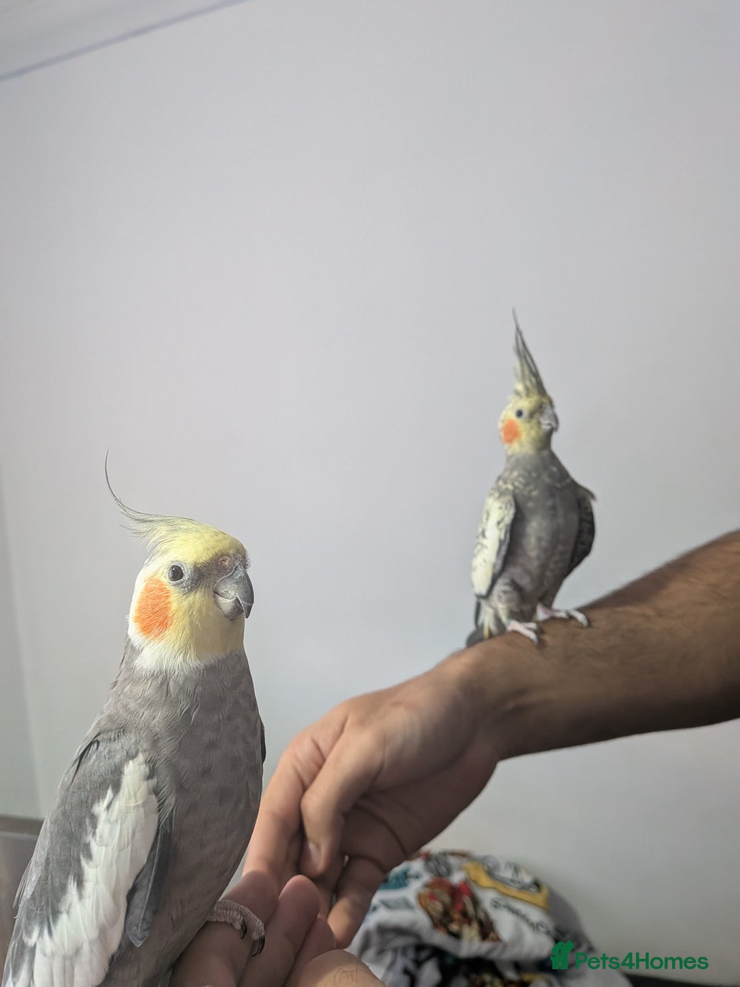 Cockatiels birds for sale: Hand reared, hand tamed, bonded pair of cockatiels - Image 3