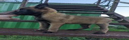 Belgian Shepherd Dog dogs for sale: Belgian Malinois - Advert 9