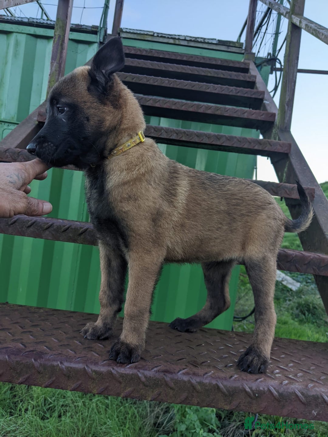 Belgian Shepherd Dog dogs for sale: Belgian Malinois - Advert 9