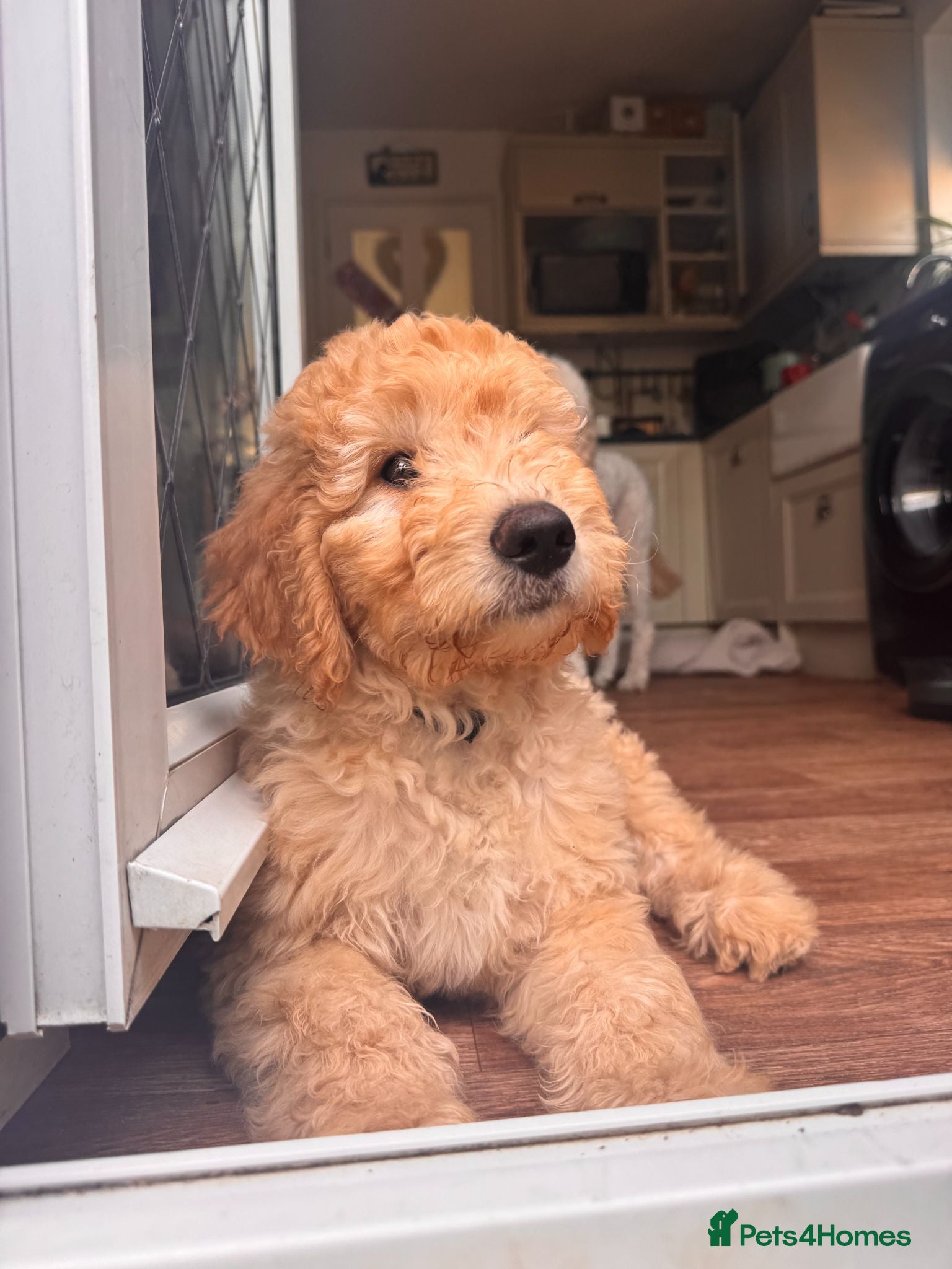 Australian Labradoodle dogs Last 4 Adorable Australian Labradoodles - Advert 16