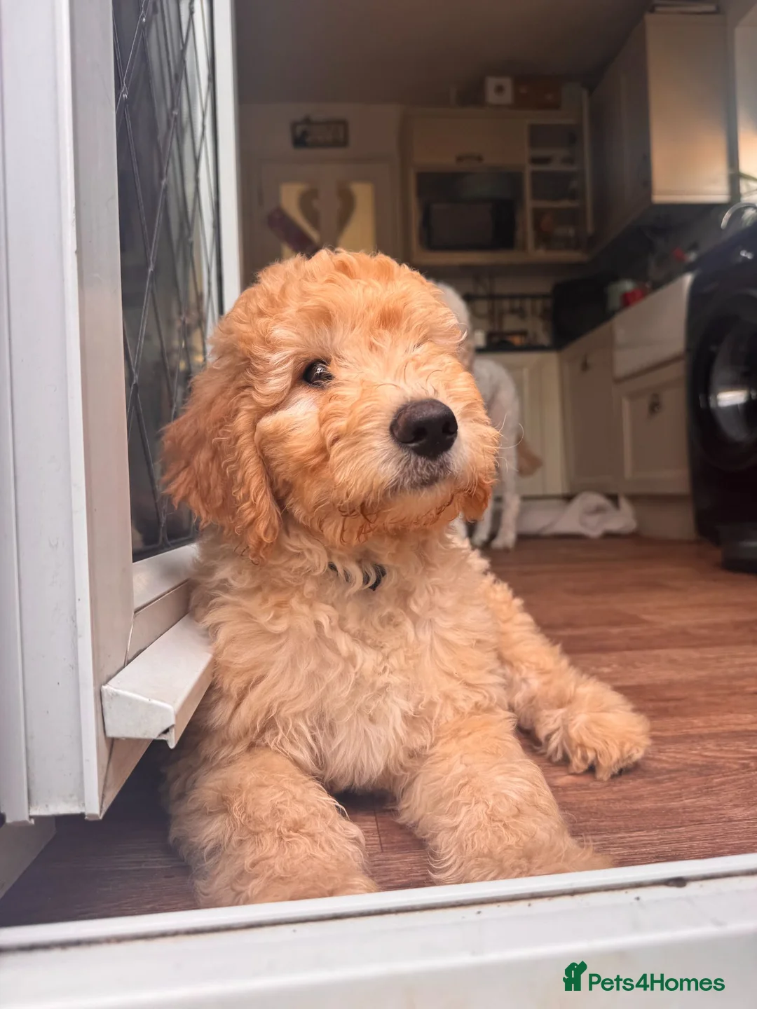 Australian Labradoodle dogs for sale: Last 2 Adorable Australian Labradoodles - Advert 2