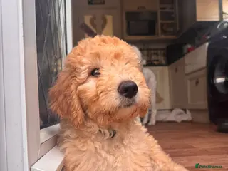 Australian Labradoodle dogs Last 4 Adorable Australian Labradoodles - Advert 16