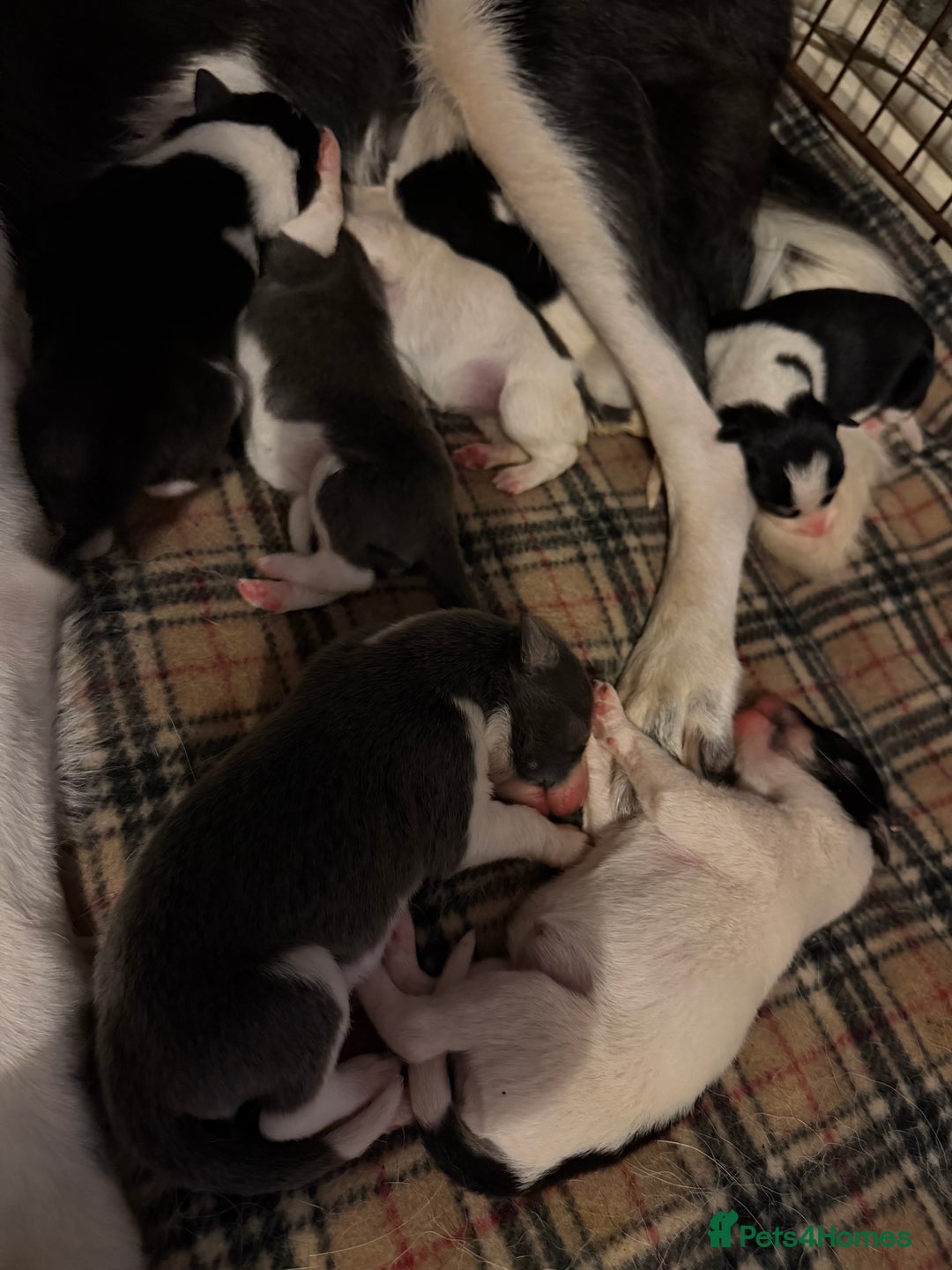 Border Collie dogs for sale: 10 amazing puppies - Advert 9