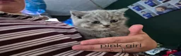British Shorthair cats for sale: Beautiful chunky brittish short hair kittens - Advert 13