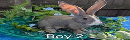 Continental Giant rabbits for sale: Continental Giant babies - Advert 1