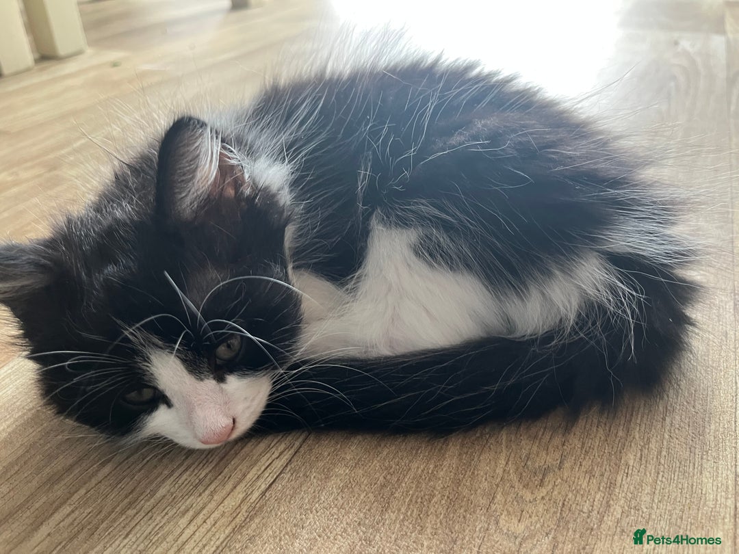 Mixed Breed cats for sale: Gorgeous kittens for sale  - Image 9
