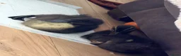 Mixed Breed birds for sale: Ducklings  - Advert 3