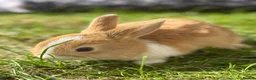 Mixed Breed rabbits for sale: Gorgeous bunnies - Advert 1