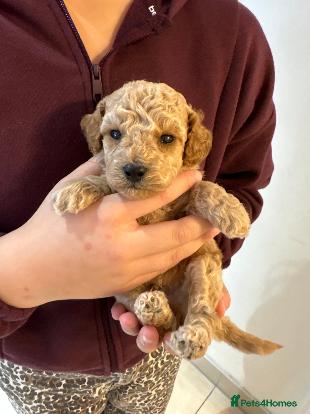 Cockapoo dogs for sale: Cockapoo puppies  - Advert 9