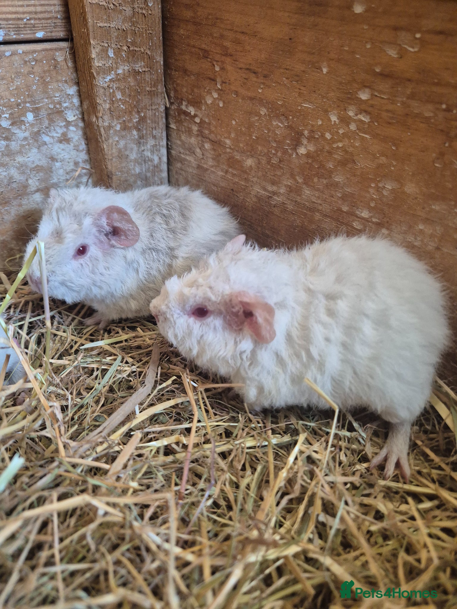 Guinea Pig rodents Teddy male guinea pigs  - Advert 2