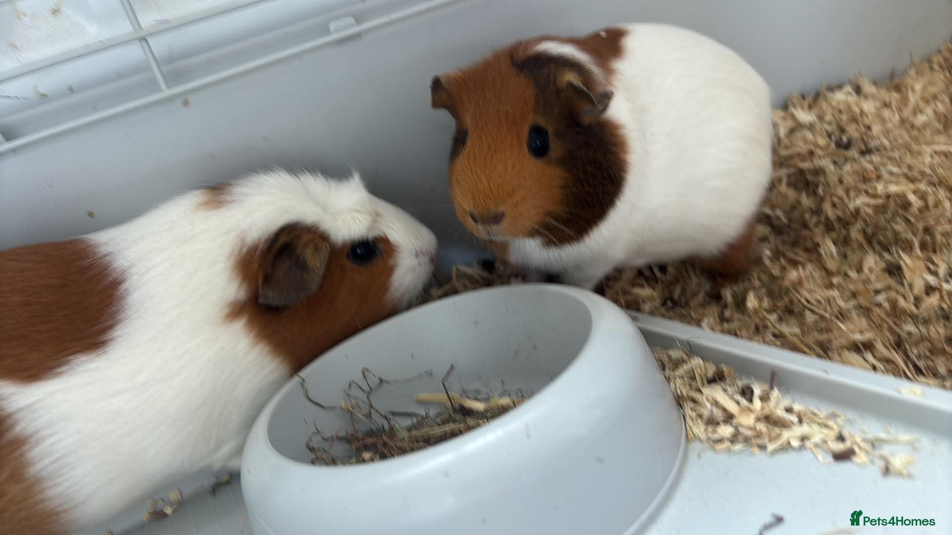 Guinea Pig rodents 2 female Guinea pigs  - Advert 8
