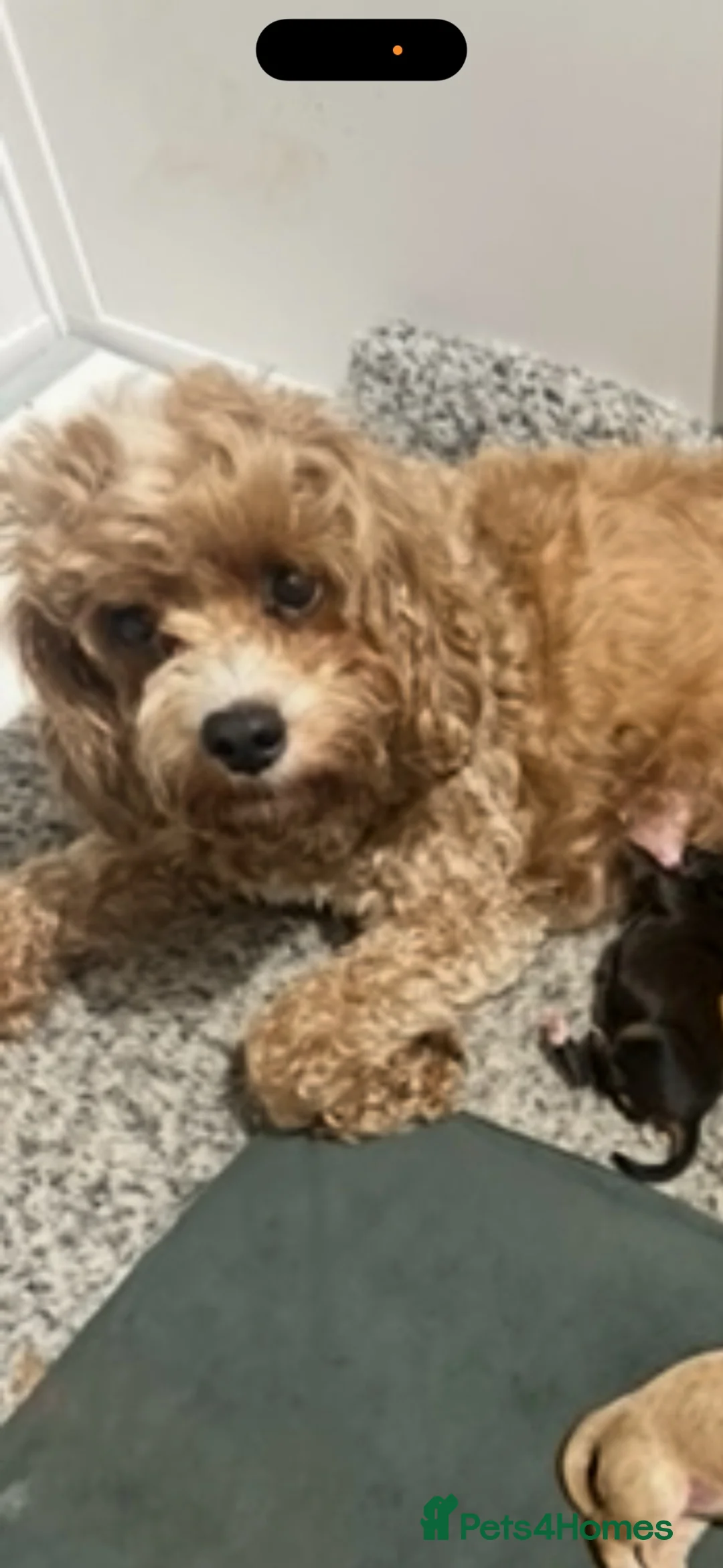 Mixed Breed dogs for sale: Cavachon Beautiful bundle of fluff  - Advert 2