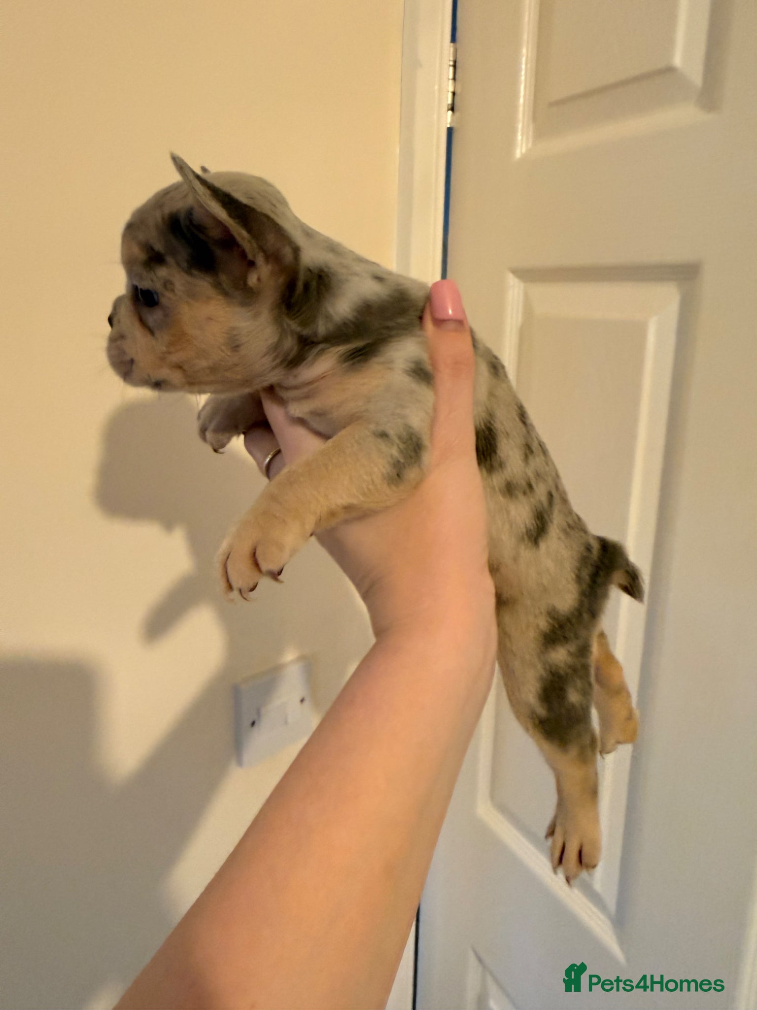 French Bulldog dogs Exceptional KC Registered French Bulldog Puppies🌟 - Advert 2