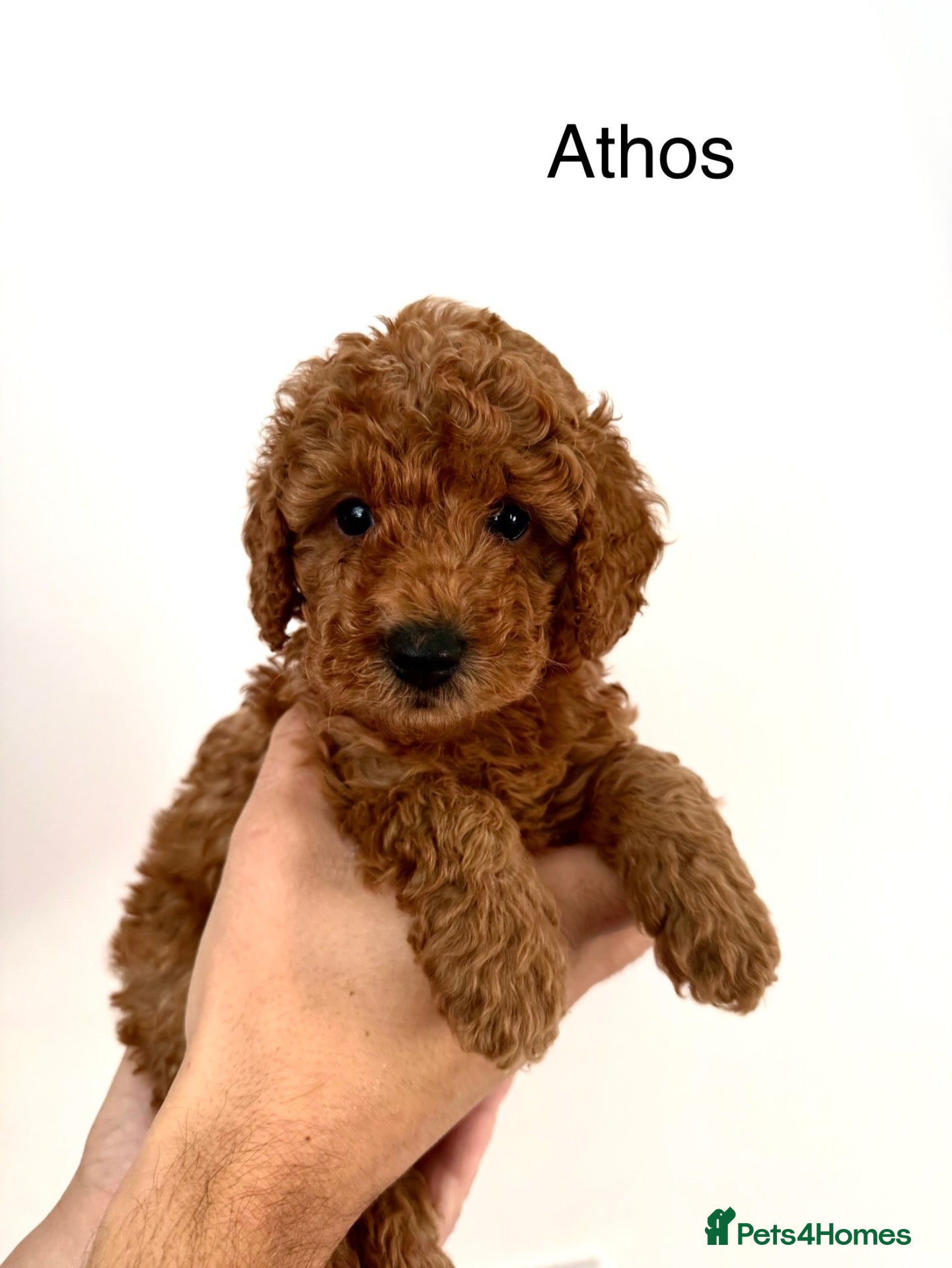 Toy Poodle dogs KC registered/5GEN Pedigree/Champion line/DNAclear - Advert 1