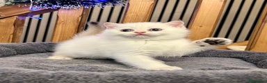 White British Shorthair Kitten 