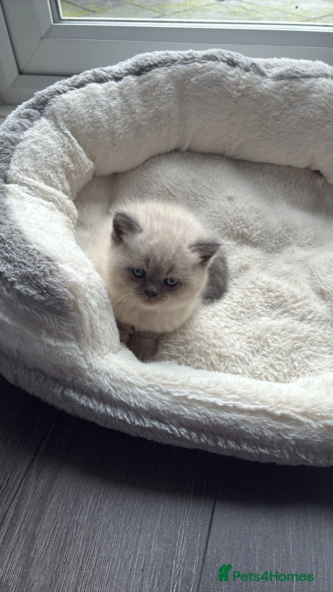 British Shorthair cats for sale: Stunning chunky British shorthair kittens - Advert 12