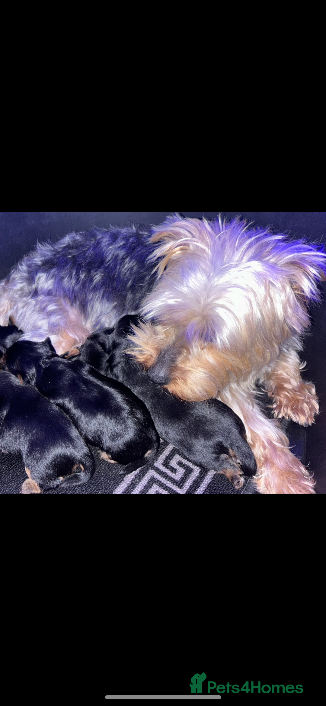 Yorkshire Terrier dogs for sale: Yorkshire terrier puppy’s 🐶  - Advert 2