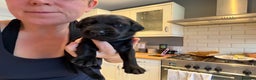 Labrador Retriever dogs for sale: Only 2 golden girls left! Ready for forever homes! - Advert 18