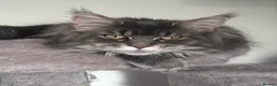 Maine Coon cats for sale: Beautiful Maine Coon Kittens - Advert 19