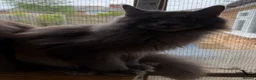 Maine Coon cats for sale: Maine coon  - Advert 5