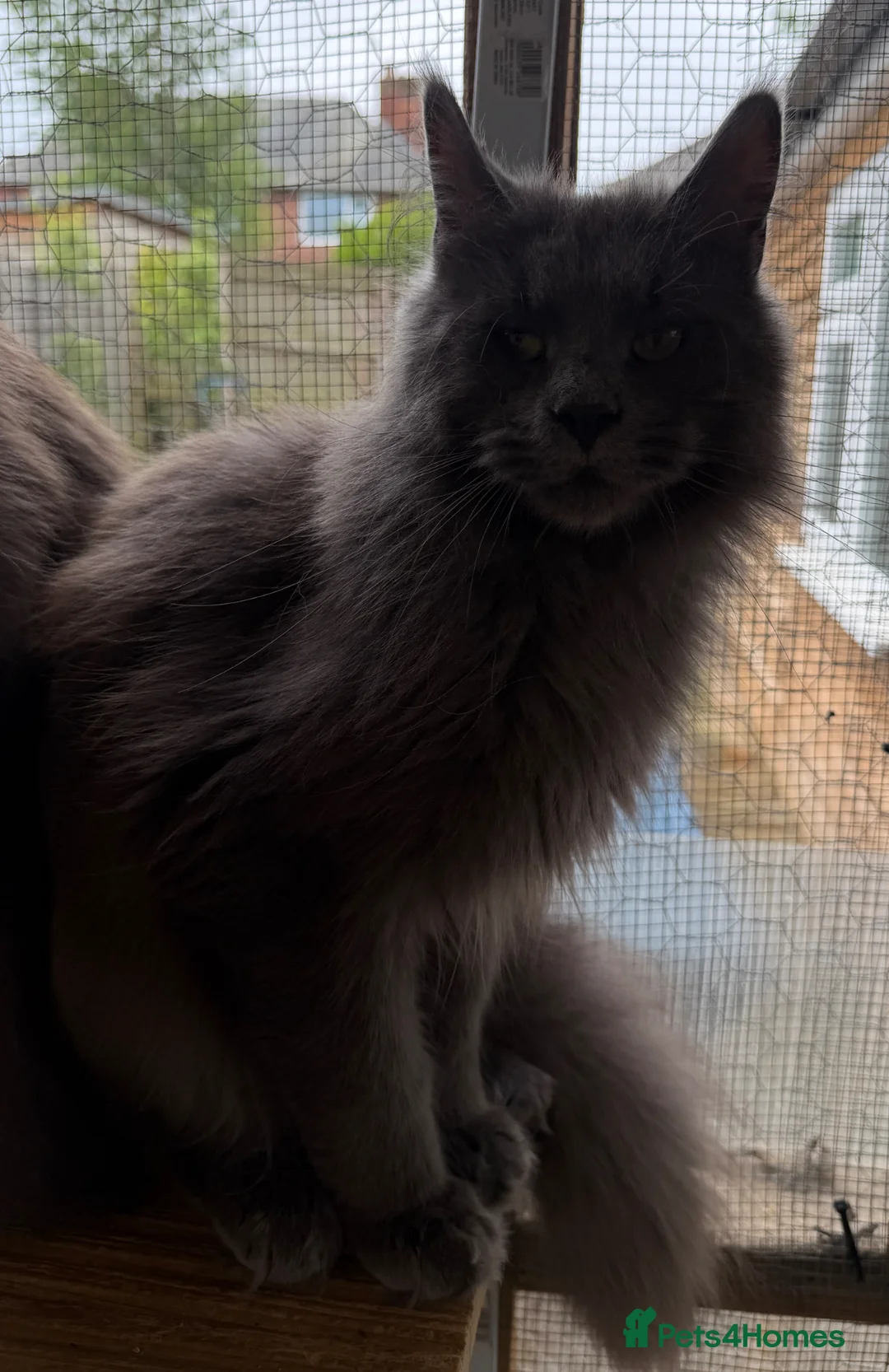 Maine Coon cats for sale: Maine coon  - Advert 5