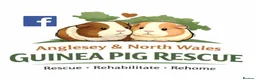 Guinea Pig rodents for sale: Adoption - Bonded Pair Boar(Boy) Guinea Pigs - Advert 9