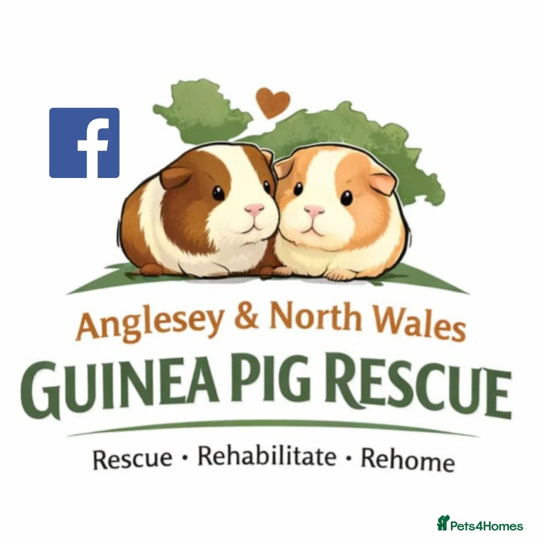 Guinea Pig rodents for sale: Adoption - Bonded Pair Boar(Boy) Guinea Pigs - Advert 9
