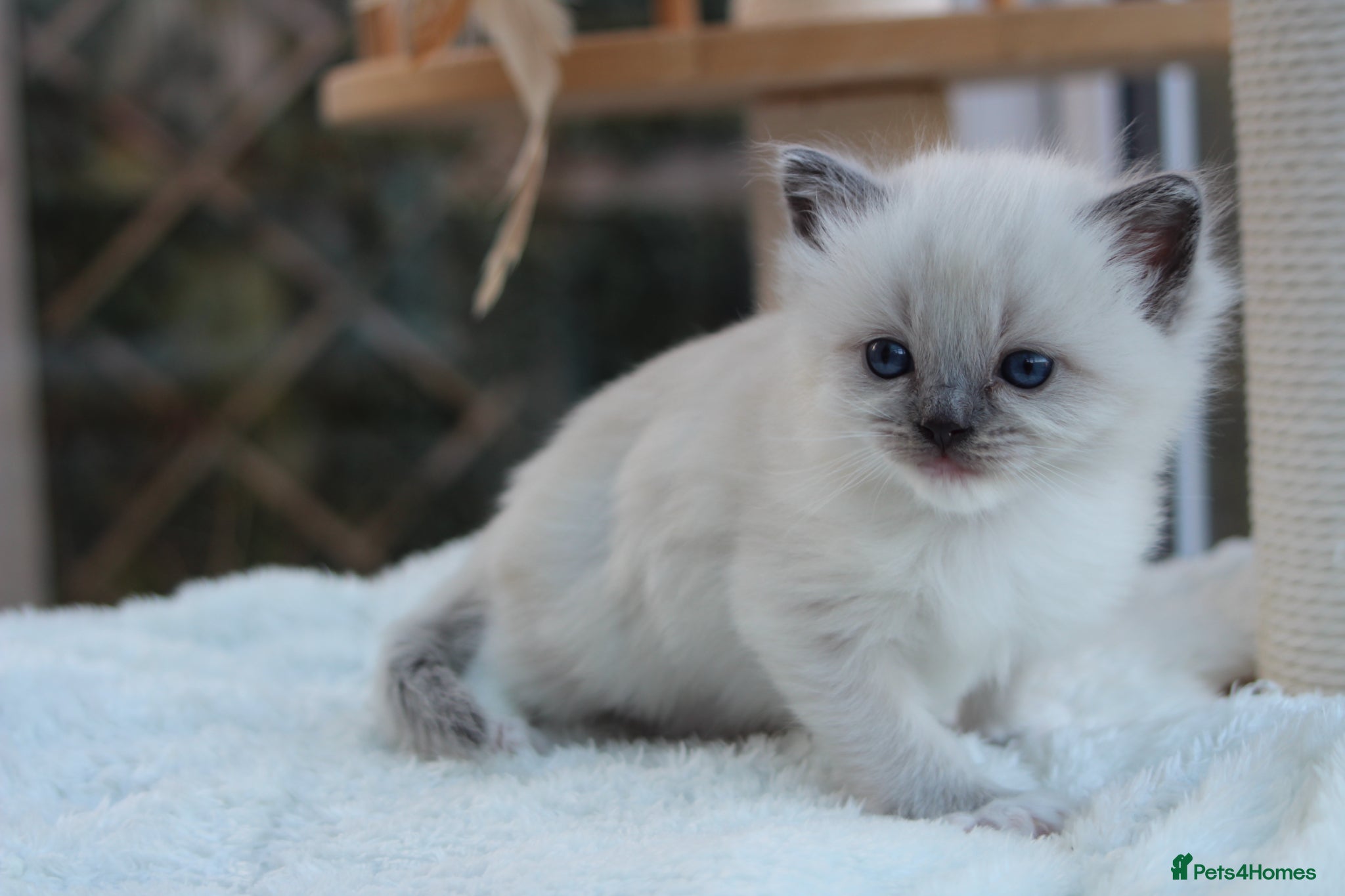Ragdoll cats GCCF Lilac/Blue Outstanding Pedigree kittens - Advert 16