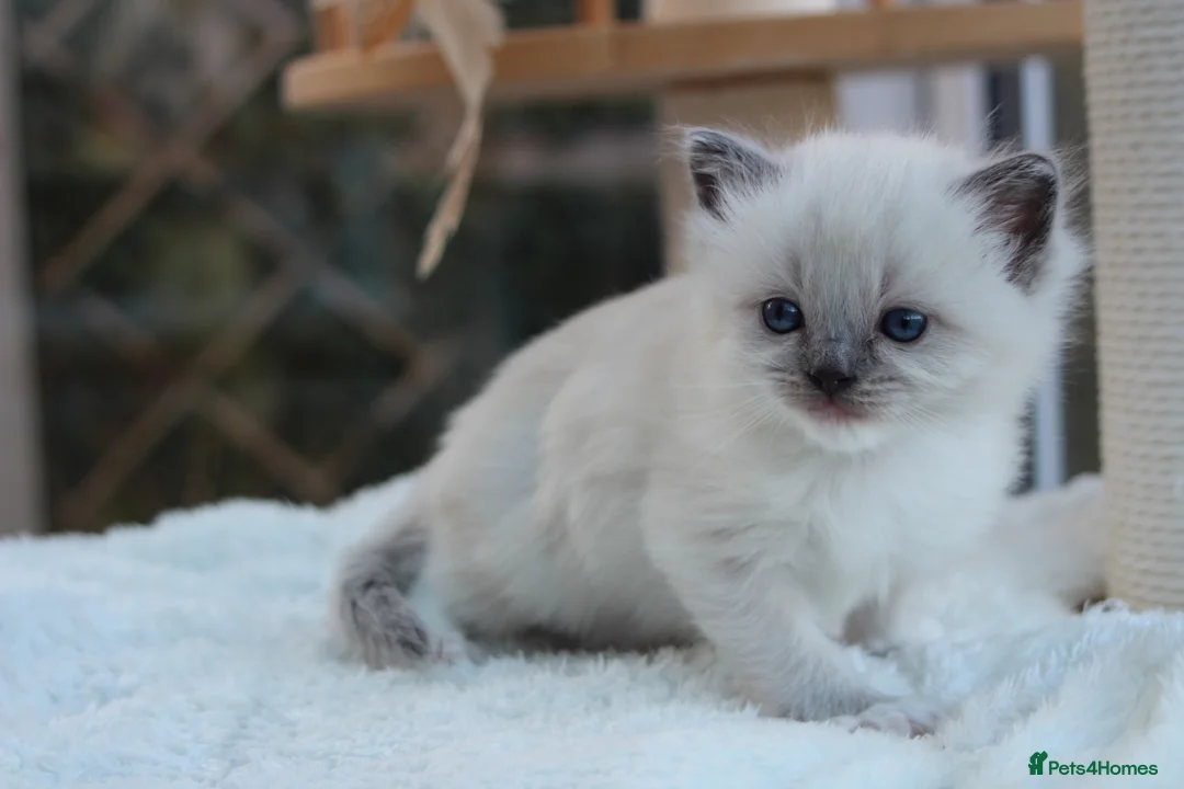 Ragdoll cats for sale: GCCF Lilac/Blue Outstanding Pedigree kittens - Advert 1