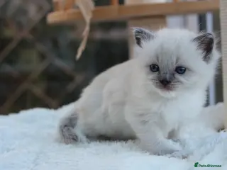 Ragdoll cats GCCF Lilac/Blue Outstanding Pedigree kittens - Advert 12