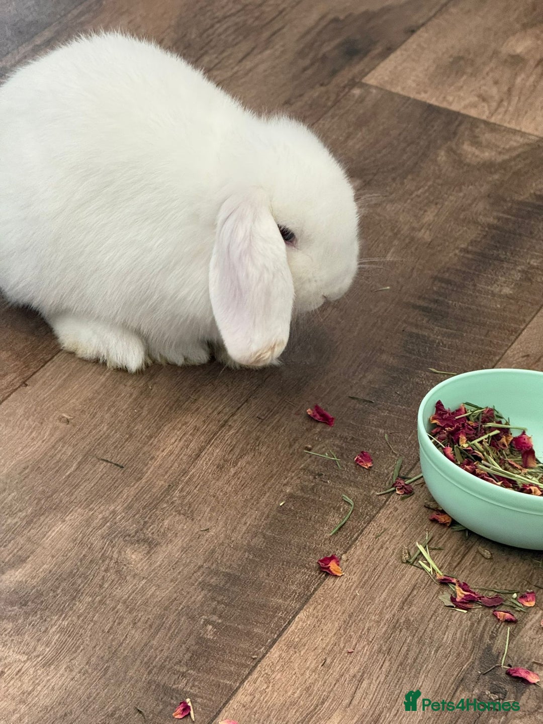 Mini Lop rabbits for sale: Two female rabbits with hutch  - Advert 3