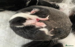 Mixed Breed cats for sale: beautiful kittens - Image 39