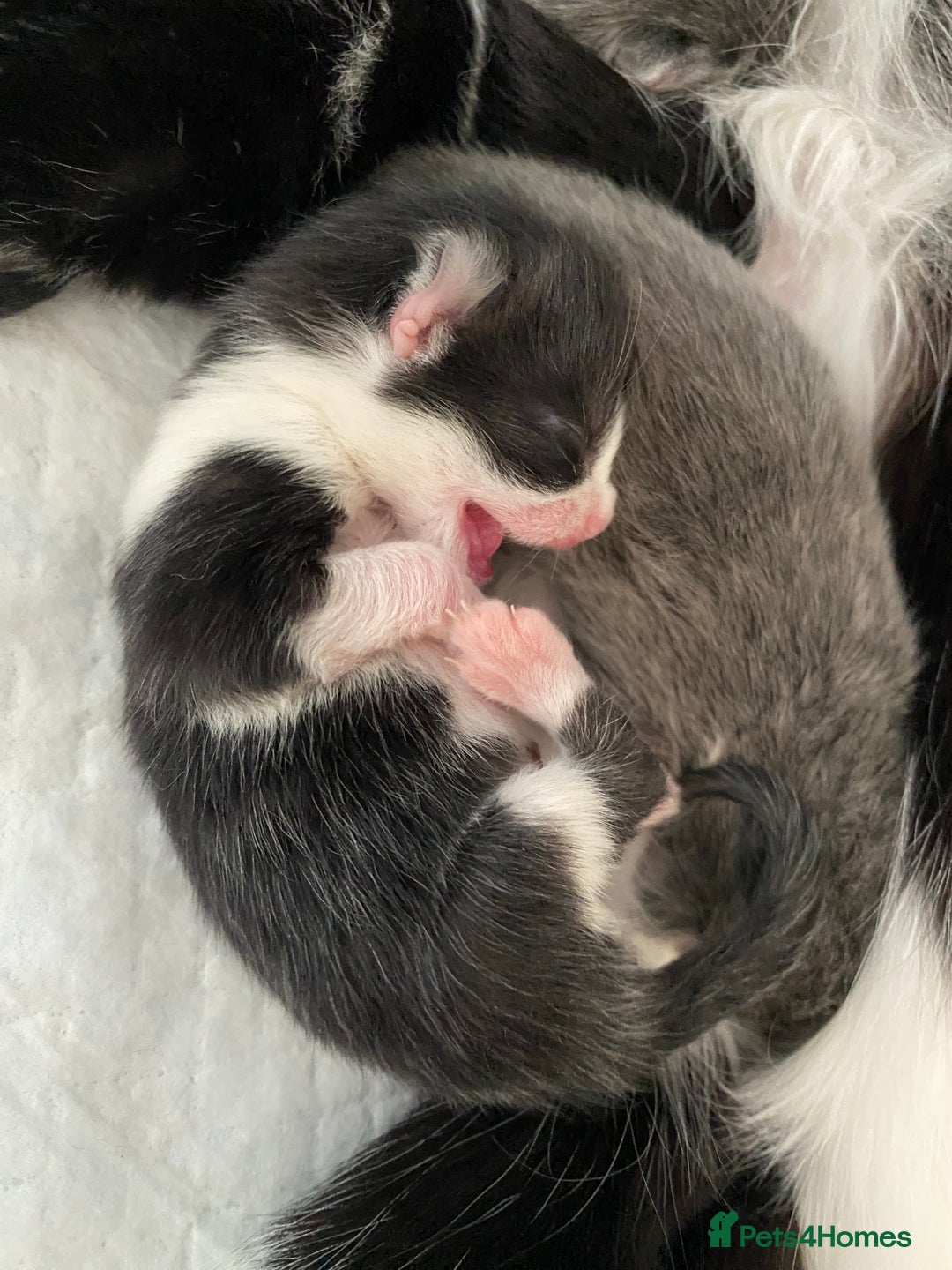 Mixed Breed cats for sale: beautiful kittens - Image 39
