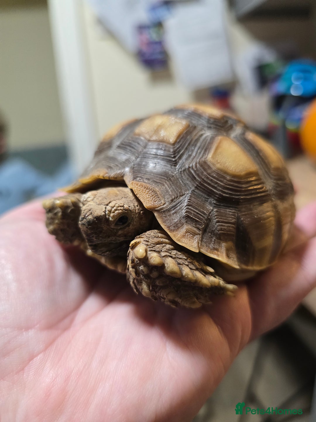 Tortoise reptiles for sale: Sulcata tortoise 1 year old-3rd largest species - Image 3