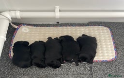 Miniature Schnauzer dogs for sale: Cutest KC Miniature Schnauzers - 3 boys/2 girls - Image 2