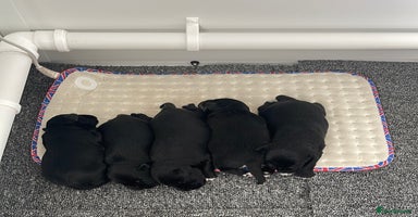 Miniature Schnauzer dogs - Advert 7