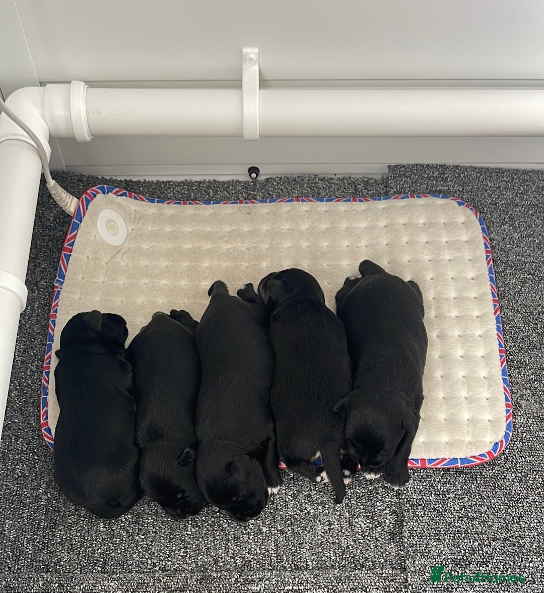 Miniature Schnauzer dogs for sale: Cutest KC Miniature Schnauzers - 3 boys/2 girls - Image 2