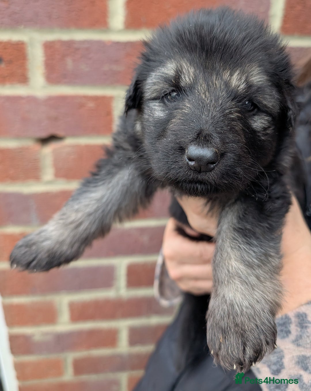 German Shepherd dogs for sale: Gorgeous and Rare German Shepherd Puppies for Sale - Advert 5