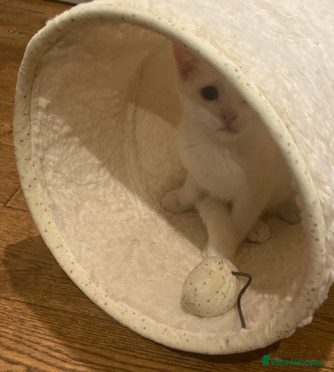 Turkish Van cats for sale: Gorgeous Turkish Van Kittens - Advert 15