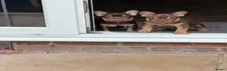 French Bulldog dogs for sale: Rojo French Bulldog  - Advert 6