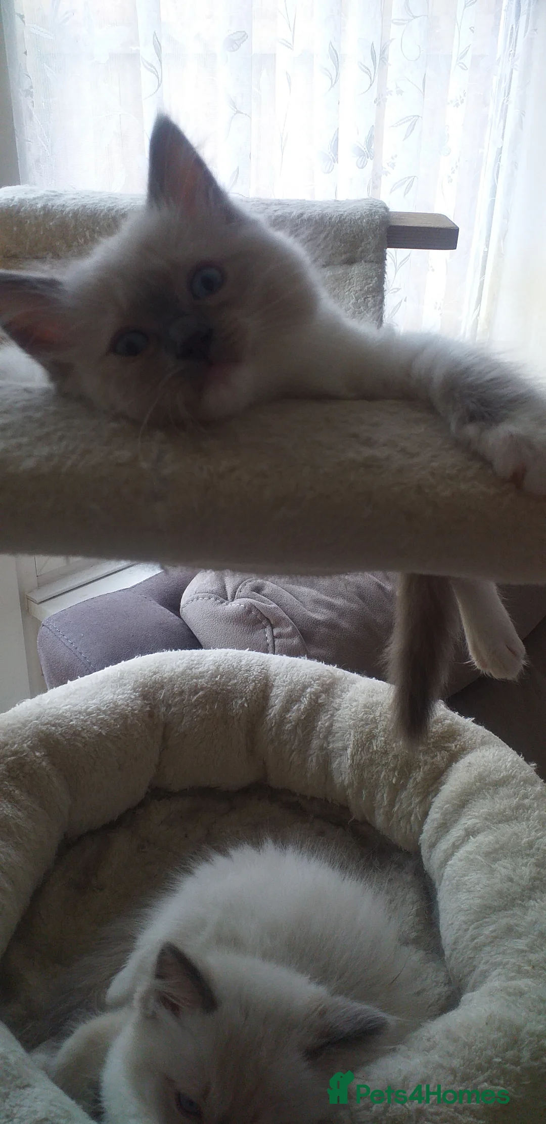 Ragdoll cats for sale: Beautiful Ragdoll Kittens - Advert 9