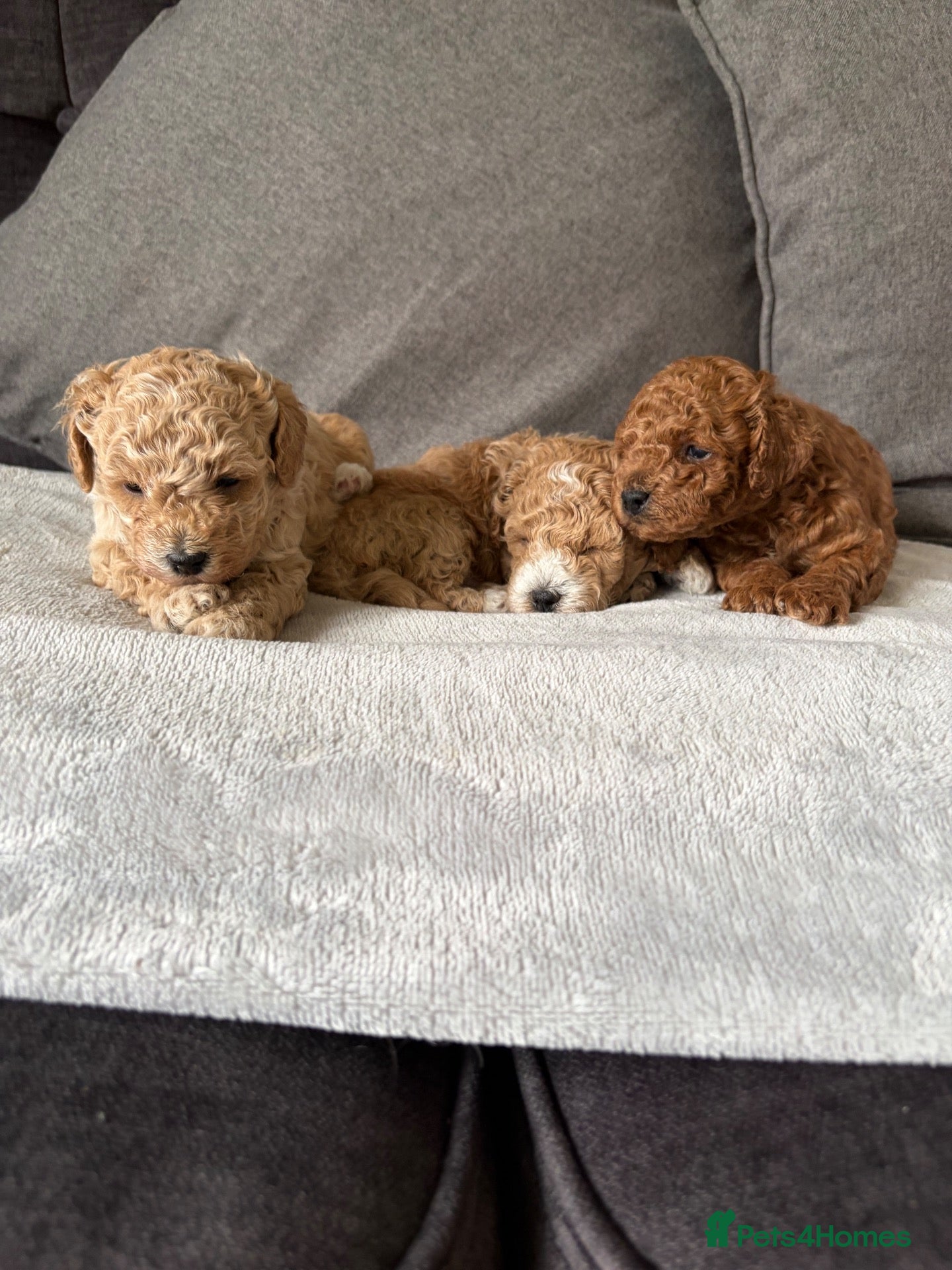 Maltipoo dogs 🐾 F1b Maltipoo Puppies Available – Bingham 🐾 - Advert 3