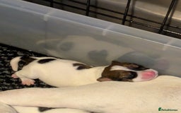 Mixed Breed dogs for sale: F1 jackcain  - Advert 25