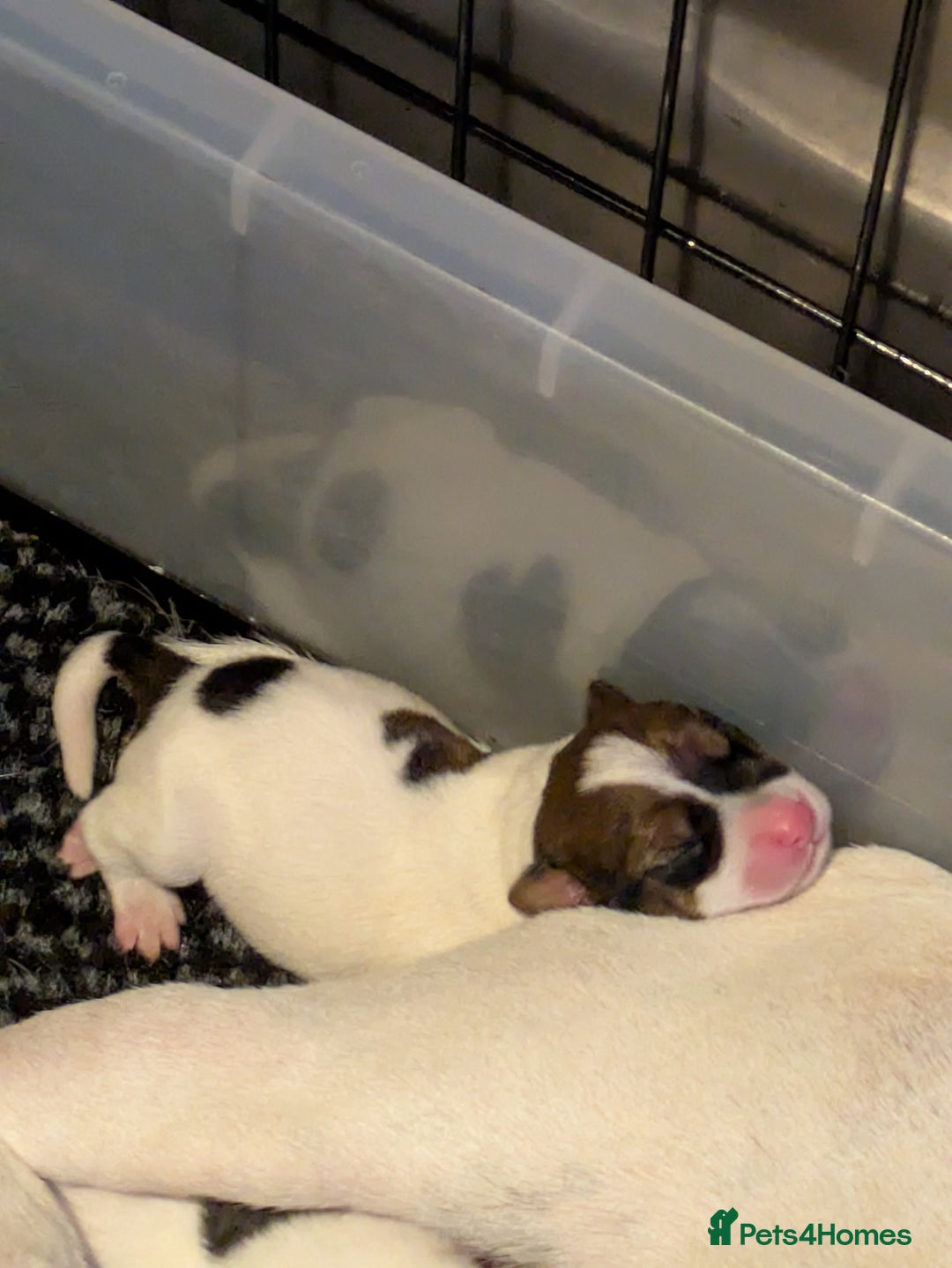 Mixed Breed dogs for sale: F1 jackcain  - Advert 25