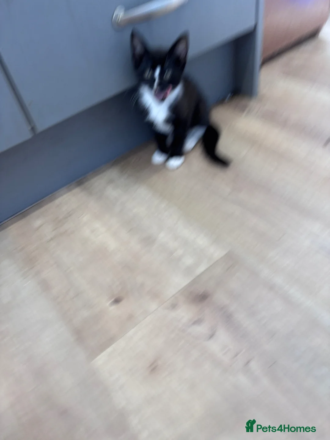 Mixed Breed cats for sale: 2 female kittens  in Chertsey - Advert 8