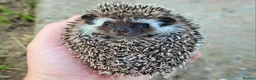 Pygmy Hedgehog rodents for sale: African Pygmy Hedgehog Hoglets - Advert 12